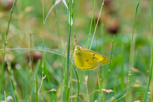 Clouded Yellows (Genus Colias) buttterfly