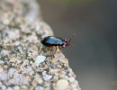 (Isthmocoris piceus) a Big-eyed bug