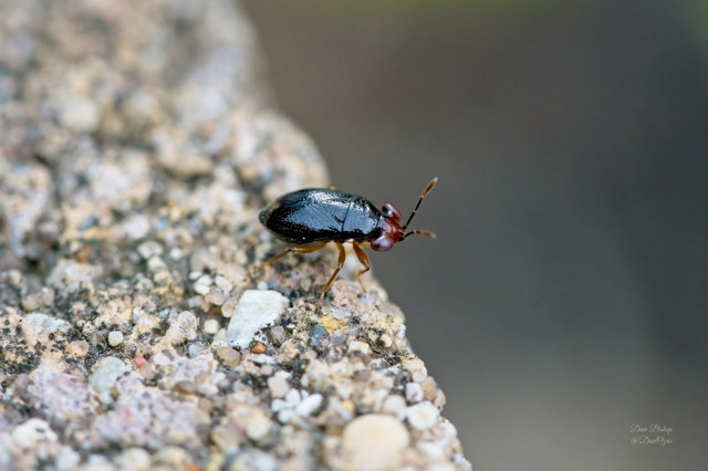 (Isthmocoris piceus) a Big-eyed bug