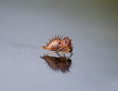 Buffalo Treehopper (Stictocephala bisonia) nymph