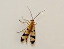Panorpa subfurcata