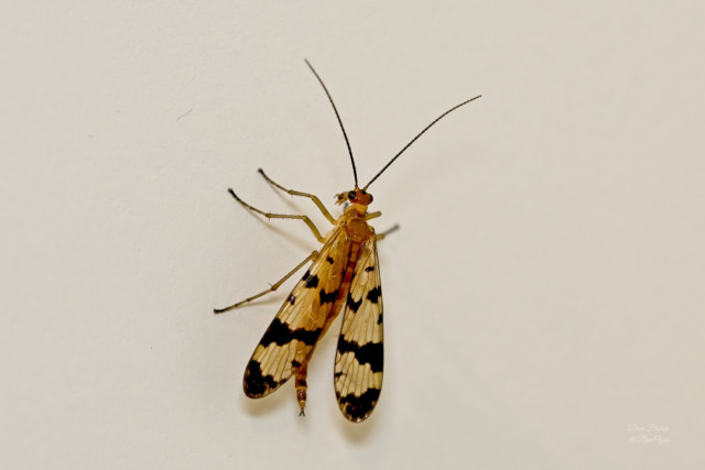 Panorpa subfurcata