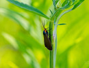 Yellow-collared Scape Moth (Cisseps fulvicollis)