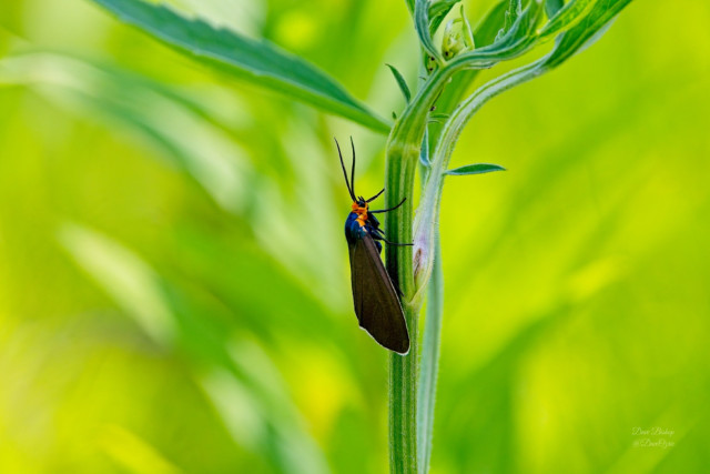 Yellow-collared Scape Moth (Cisseps fulvicollis)