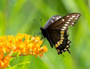 Black Swallowtail (Papilio polyxenes)