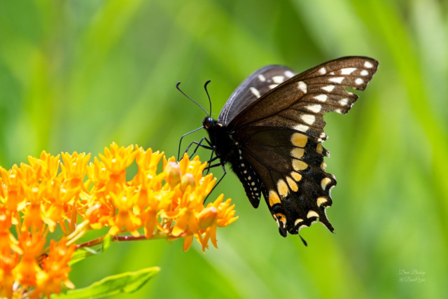 Black Swallowtail (Papilio polyxenes)