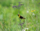 Orchard Oriole (Icterus spurius) in native meadow