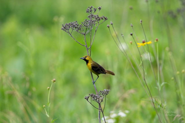 Orchard Oriole (Icterus spurius) in native meadow