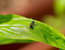 Tiny native bee. Possibly Plasterer Bees (Family Colletidae)