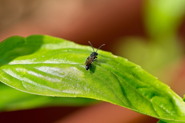 Tiny native bee. Possibly Plasterer Bees (Family Colletidae)