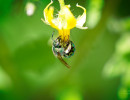 Striped Sweat Bees (Genus Agapostemon)