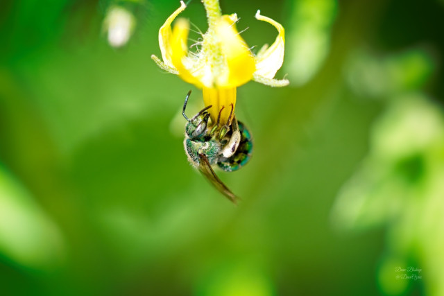 Striped Sweat Bees (Genus Agapostemon)