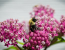 Brown-belted Bumble Bee (Bombus griseocollis) on Swamp milkweed flower