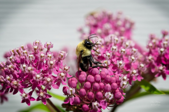 Brown-belted Bumble Bee (Bombus griseocollis) on Swamp milkweed flower