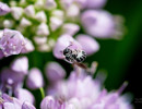Native bee on Prairie onion flower