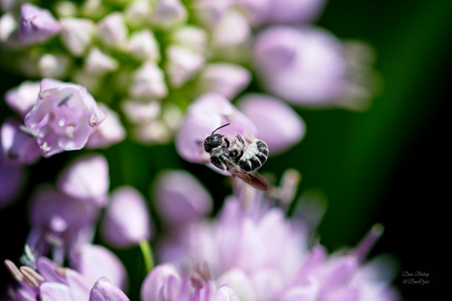 Native bee on Prairie onion flower
