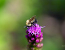 Two-spotted Bumble Bee (Bombus bimaculatus) on Blazing star flower