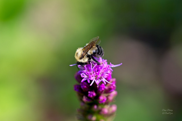 Two-spotted Bumble Bee (Bombus bimaculatus) on Blazing star flower