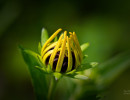 Black-eyed Susan (Rudbeckia hirta) flower getting ready to open
