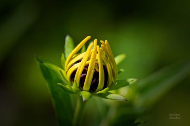 Black-eyed Susan (Rudbeckia hirta) flower getting ready to open