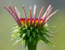 Purple coneflower (Echinacea purpurea) preparing to bloom