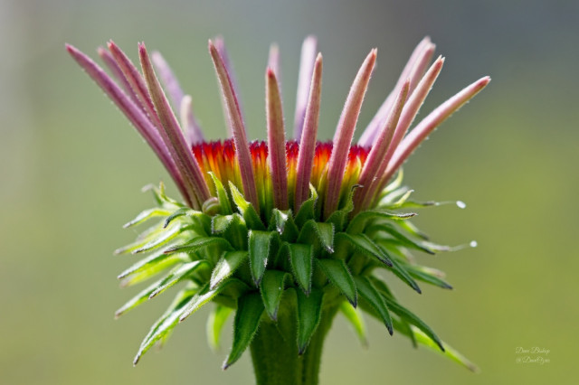 Purple coneflower (Echinacea purpurea) preparing to bloom