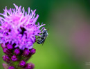 Longhorn Bees on Blazing star flower