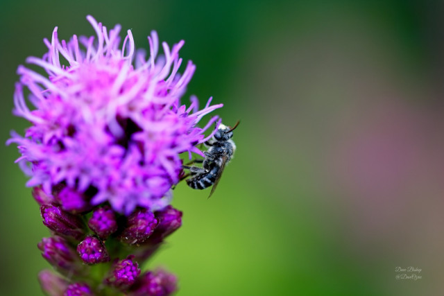 Longhorn Bees on Blazing star flower