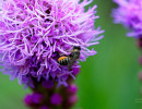 Patchwork Leafcutter Bee (Megachile centuncularis) on Blazing star flower