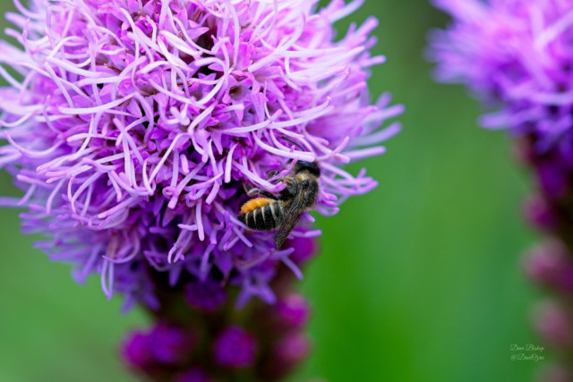Patchwork Leafcutter Bee (Megachile centuncularis) on Blazing star flower
