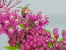 Monarch caterpillar (Danaus plexippus) on Swamp milkweed