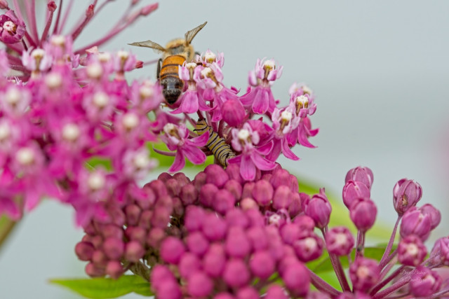 Monarch caterpillar (Danaus plexippus) on Swamp milkweed