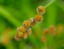 Crested Sedge (Carex cristatella)