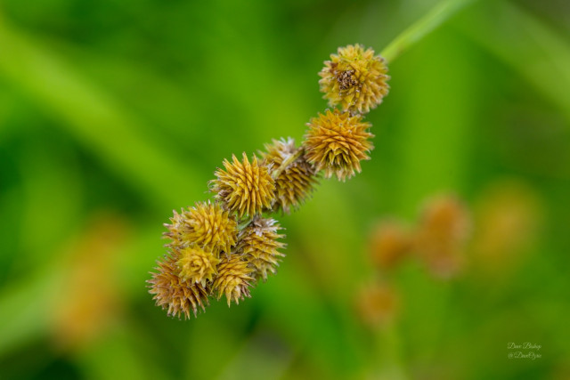 Crested Sedge (Carex cristatella)
