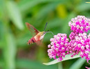 Hummingbird Clearwing (Hemaris thysbe) nectaring on Swamp milkweed (Asclepias incarnata)