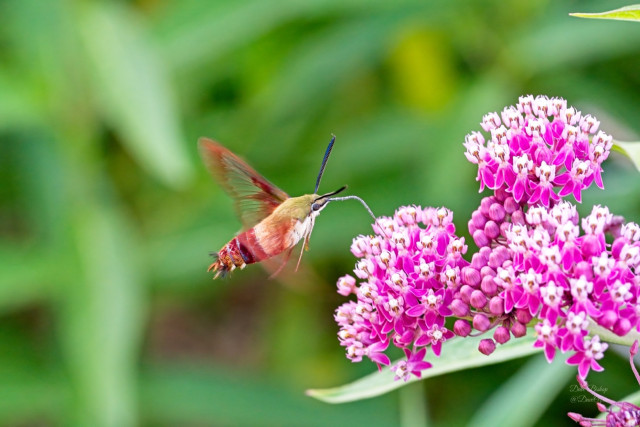 Hummingbird Clearwing (Hemaris thysbe) nectaring on Swamp milkweed (Asclepias incarnata)