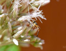 Stylogaster neglecta