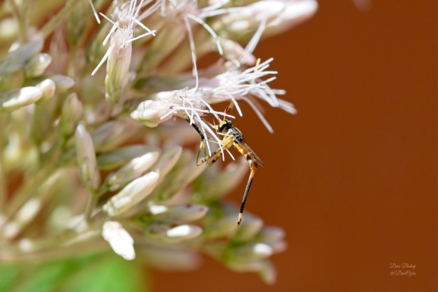 Stylogaster neglecta