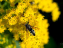 Four-banded Stink Bug Wasp (Bicyrtes quadrifasciatus) on goldenrod flowers