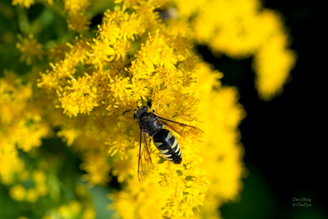 Four-banded Stink Bug Wasp (Bicyrtes quadrifasciatus) on goldenrod flowers