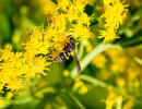 Pitted Mason Wasp (Euodynerus foraminatus) on goldenrod flowers