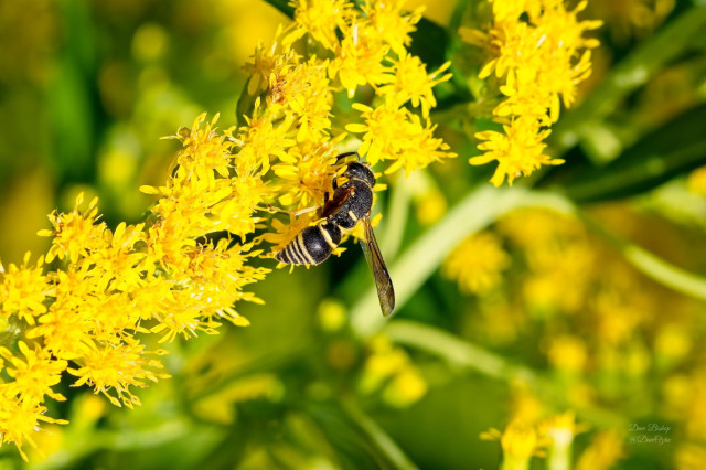Pitted Mason Wasp (Euodynerus foraminatus) on goldenrod flowers