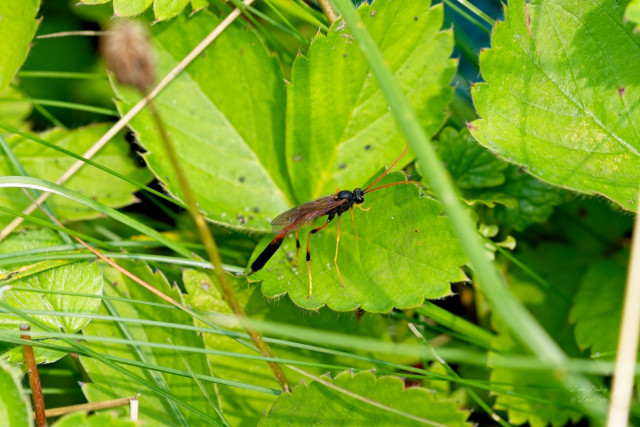 Therion circumflexum