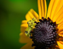 Jagged Ambush Bug (Phymata americana)