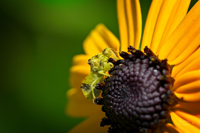 Jagged Ambush Bug (Phymata americana)