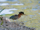 Green heron in Mequon Wisconsin 