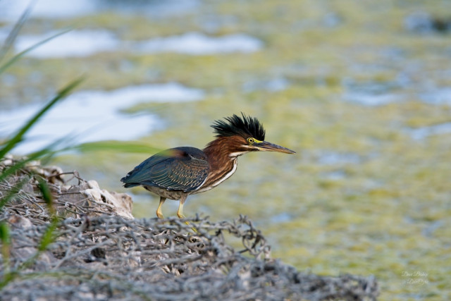 Green heron in Mequon Wisconsin 