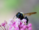 Eastern Carpenter Bee (Xylocopa virginica)