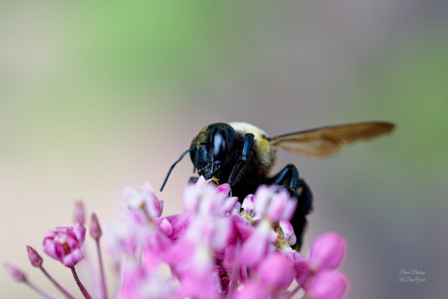 Eastern Carpenter Bee (Xylocopa virginica)