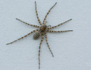 Thin-legged Wolf Spider Genus Pardosa Wisconsin 